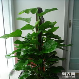 綠色煥新 浦東新區(qū)植物租賃與綠化養(yǎng)護(hù)服務(wù)全解析