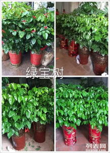 泉州綠植租擺服務(wù) 晉江公司專(zhuān)業(yè)花卉與植物租賃解決方案